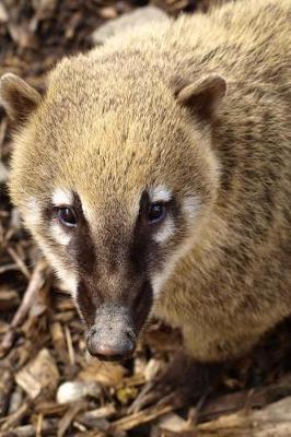 Book cover for My Favorite Animal, Coati Journal