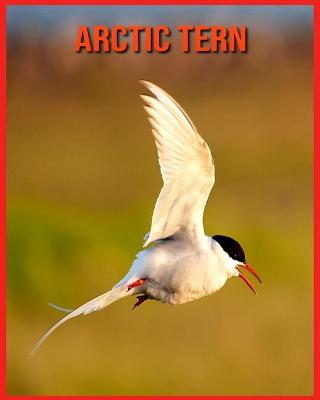 Book cover for Arctic Tern