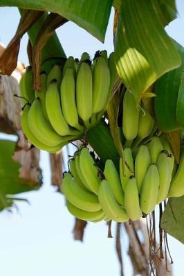 Book cover for Bananas Ready to be Harvested Journal