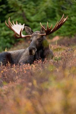 Book cover for Moose in the Tall Grass Animal Journal