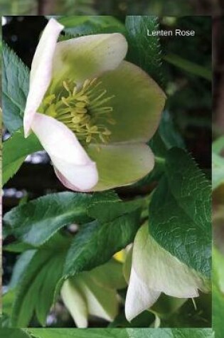 Cover of Lenten Rose