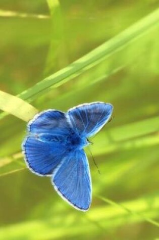 Cover of Common Blue Butterfly in the Grass, for the Love of Nature