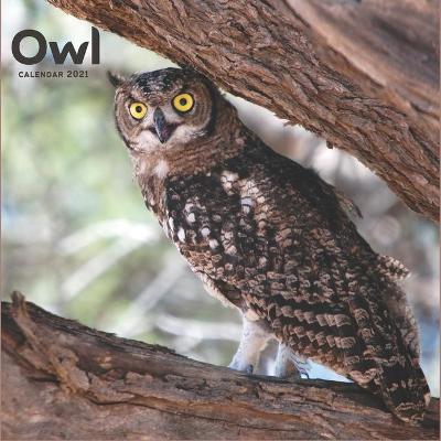 Book cover for Owl Calendar 2021