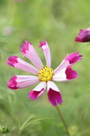 Cover of Pink Cosmos Flower Journal