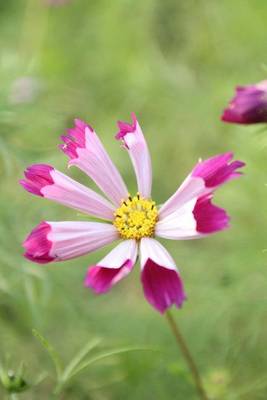 Book cover for Pink Cosmos Flower Journal