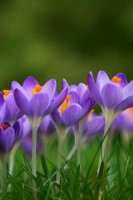 Book cover for Beautiful Field of Crocus Flowers Journal