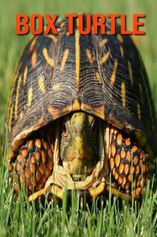 Cover of Box Turtle