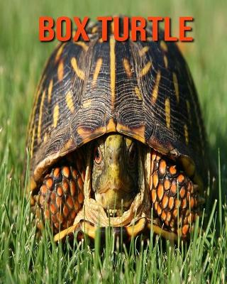 Book cover for Box Turtle