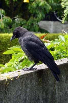 Book cover for Crow on the Garden Wall Bird Journal