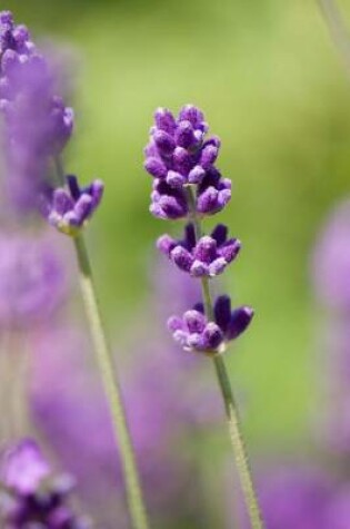 Cover of Close-Up of Lavender, for the Love of Flowers