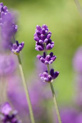 Book cover for Close-Up of Lavender, for the Love of Flowers