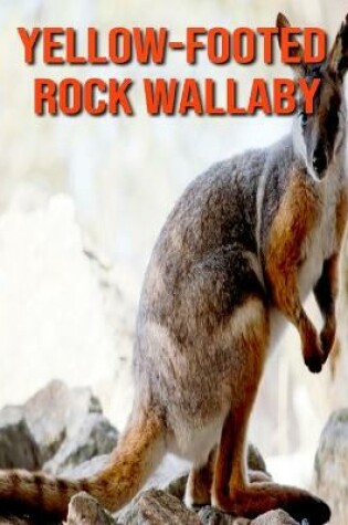 Cover of Yellow-Footed Rock Wallaby