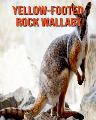 Book cover for Yellow-Footed Rock Wallaby