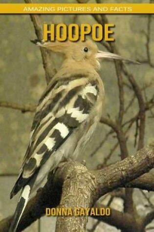 Cover of Hoopoe