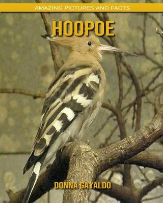 Book cover for Hoopoe