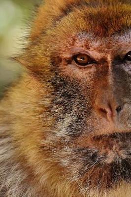 Book cover for Closeup of a Barbary Macaque Journal