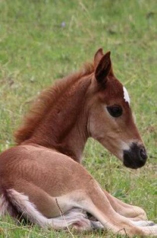 Cover of Sweetest Little Baby Foal in the Pasture Pet Horse Journal