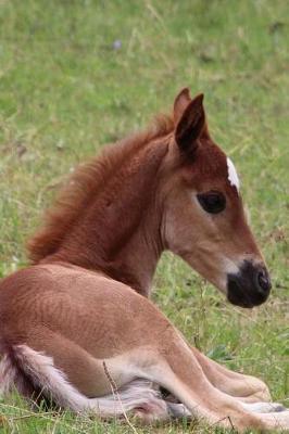 Book cover for Sweetest Little Baby Foal in the Pasture Pet Horse Journal
