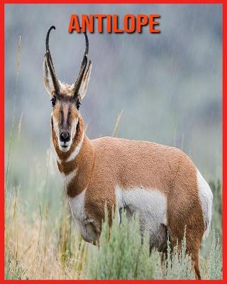 Book cover for Antilope