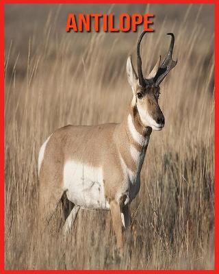 Book cover for Antilope