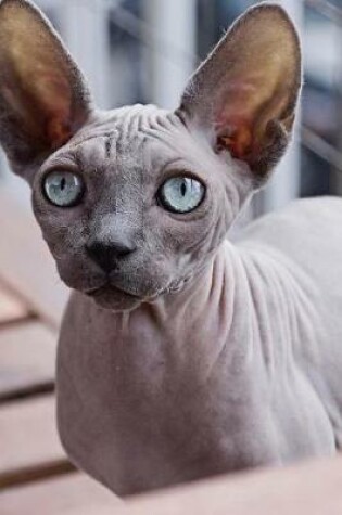 Cover of Curious Hairless Blue Eyed Sphynx Cat