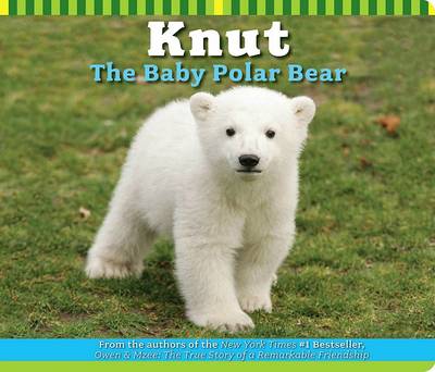 Book cover for Knut the Baby Polar Bear