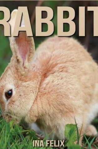 Cover of Rabbit