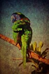 Book cover for Rainbow Lorikeet