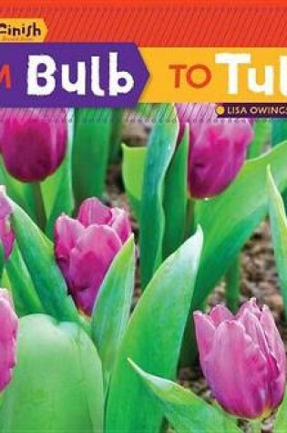 Cover of From Bulb to Tulip