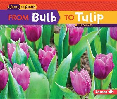 Cover of From Bulb to Tulip