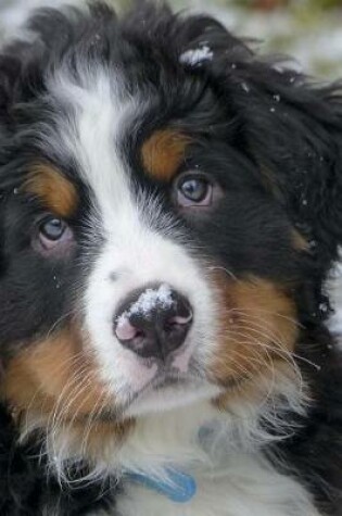 Cover of Bernese Mountain Dog Puppy with a Nose Covered in Snow Journal