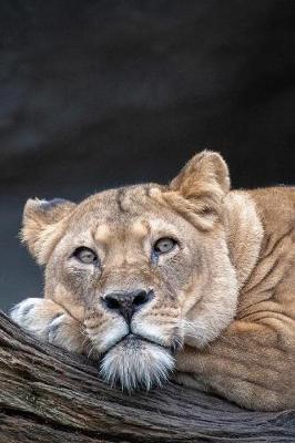 Book cover for Resting Lioness Journal