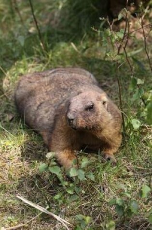 Cover of Bobak Marmot Journal (Marmota Bobak)