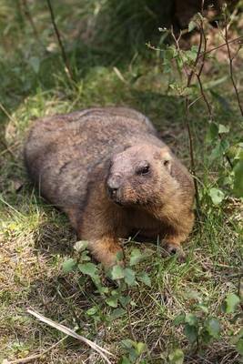 Book cover for Bobak Marmot Journal (Marmota Bobak)