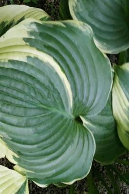 Book cover for Journal Pretty Hosta Leaves