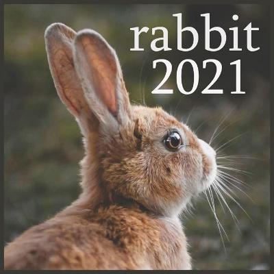 Book cover for rabbit