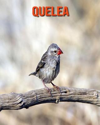 Book cover for Quelea