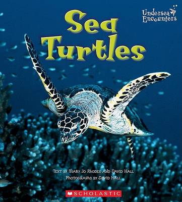 Book cover for Sea Turtles