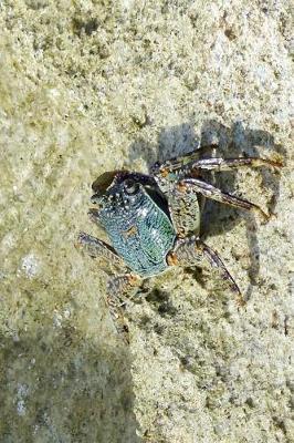 Book cover for Little Blue Crab in the Tide Pools Journal