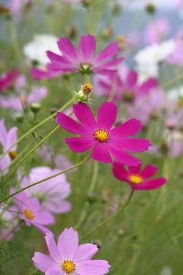 Book cover for Blank Journal - Wildflowers