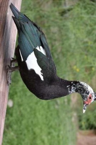 Cover of An American Coot in South Texas