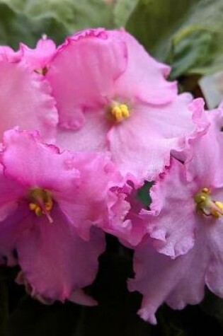 Cover of African Violet Gardening Journal