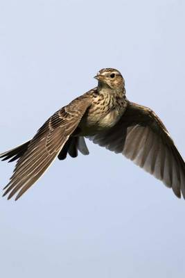 Book cover for Skylark in Flight (Alauda Avensis) Journal