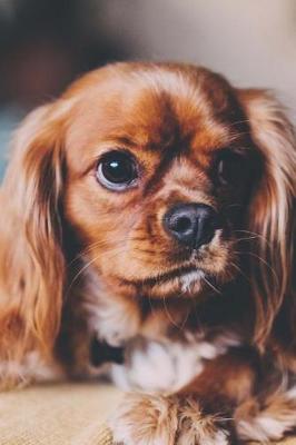 Book cover for Such an Adorable Little Spaniel Puppy Dog Pet Journal