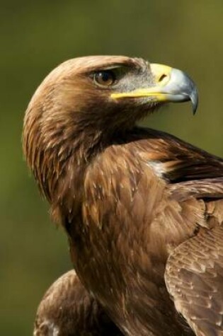 Cover of A Sunlit Golden Eagle Up Close Journal