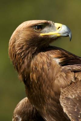 Book cover for A Sunlit Golden Eagle Up Close Journal