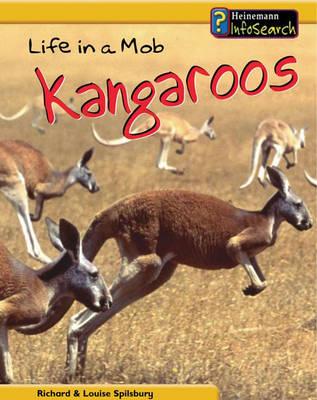 Book cover for Animal Groups: Life in a Mob of Kangaroos