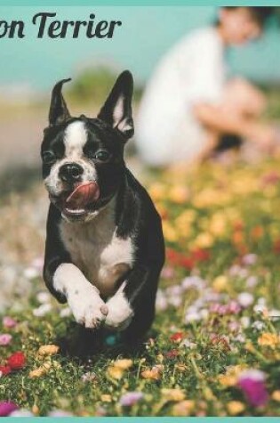 Cover of Boston Terrier 2021 Wall Calendar