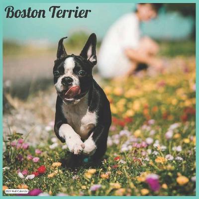 Book cover for Boston Terrier 2021 Wall Calendar