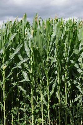 Book cover for Corn Field